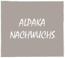 
ALPAKA NACHWUCHS

